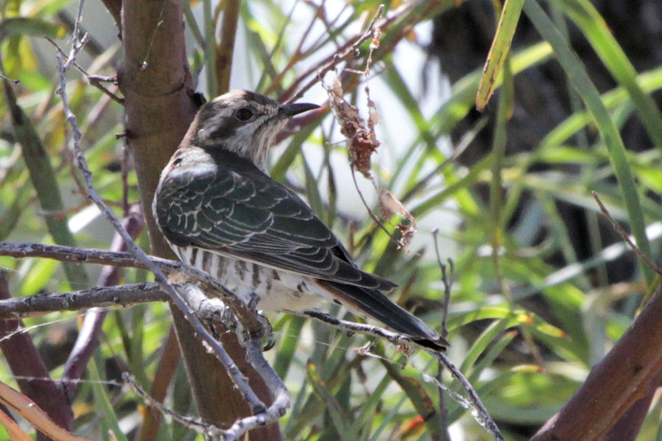 Horsfield's Bronze-Cuckoo (Chalcites basalis)